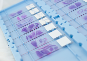 гистология