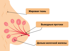 рак-молочной-железы
